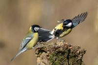 Parus major