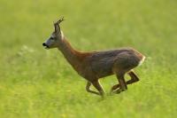 Roe deer