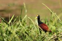 Jacana spinosa