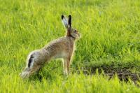 European hare