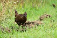 Gallirallus australis