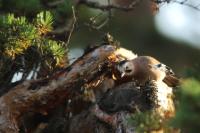 Garrulus glandarius atricapillus