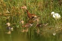 Dendrocygna autumnalis