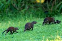 Banded mongoose