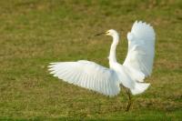 Egretta thula