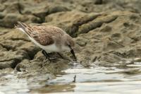 Calidris ruficollis