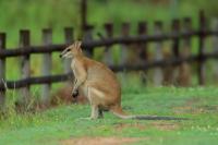 Agile wallaby