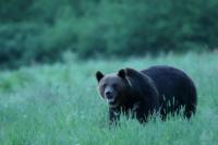 Brown bear