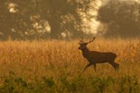 Red deer