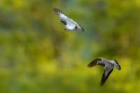 Columba oenas