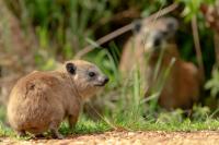 Bush hyrax