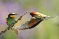 Merops apiaster