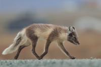 Arctic fox