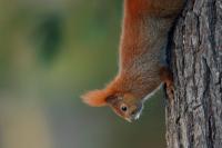 Red squirrel