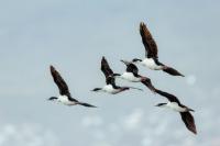 Phalacrocorax atriceps