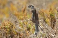 Barbary ground squirrel