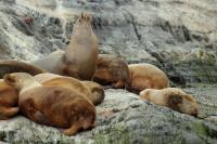 South American sea lion