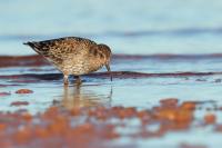 Calidris maritima