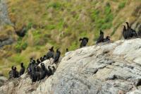 Phalacrocorax aristotelis