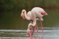 Phoenicopterus roseus