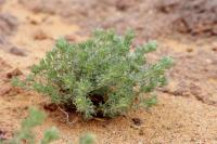 Mongolia flora