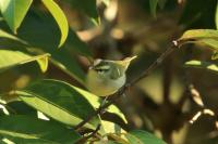 Phylloscopus proregulus