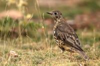 Turdus viscivorus