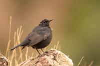 Turdus merula