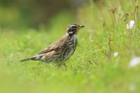 Turdus iliacus