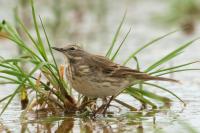 Anthus spinoletta