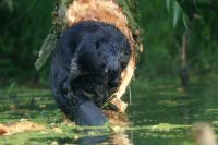 Eurasian beaver