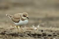 Charadrius dubius