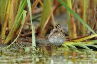 Gallinago gallinago