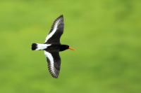 Haematopus ostralegus