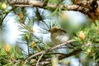 Phylloscopus bonelli