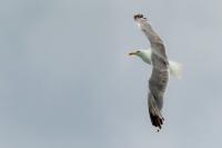 Larus michahellis