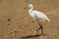 Egretta garzetta