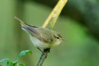 Phylloscopus trochiloides