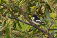 Ficedula hypoleuca