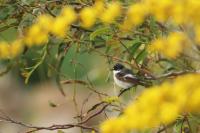 Malta fauna 