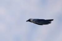 Corvus splendens