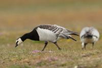 Branta leucopsis