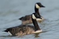 Branta canadensis