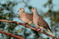 Streptopelia chinensis