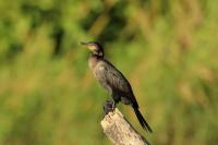 Phalacrocorax brasilianus