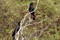 Calyptorhynchus banksii