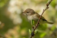 Phylloscopus collybita