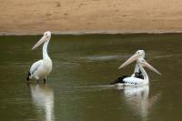 Pelecanus conspicillatus