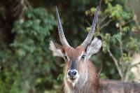 Waterbuck