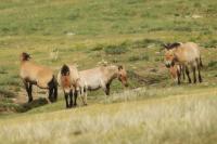 Przewalski's  Horse